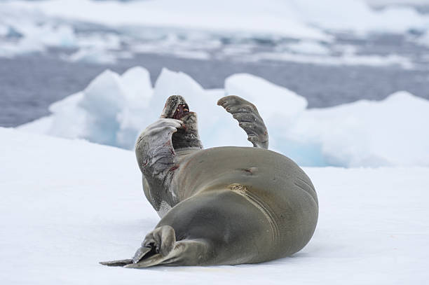 istock Crabeatre Seal laying on the ice 637629158