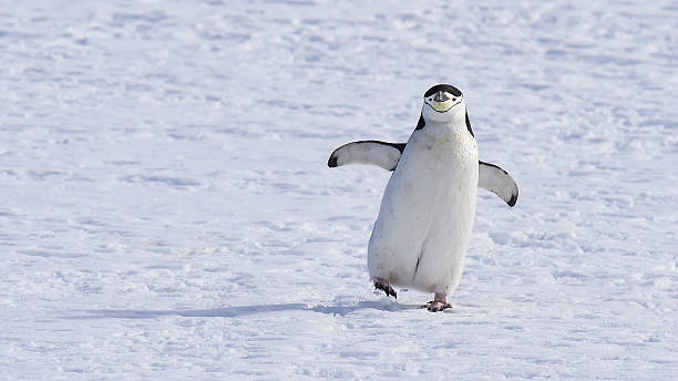 istock Chinstarp Penguin on the snow 637629958