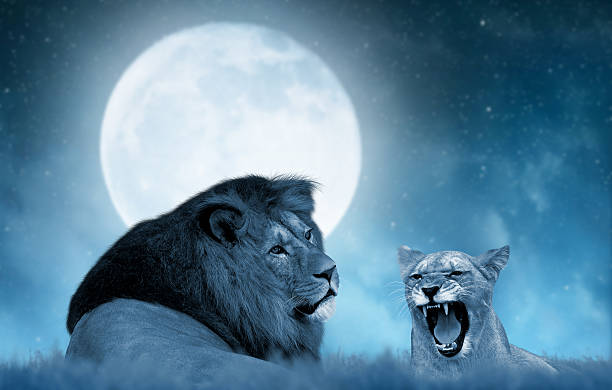 istock Lion and lioness on the savannah 637630542