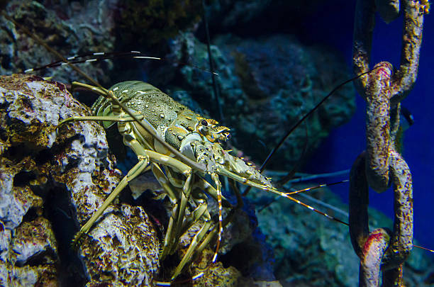 istock Lobster in the aquarium 637631156
