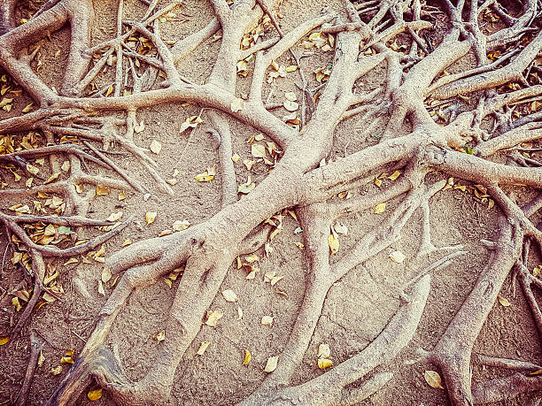 istock Roots of large tree emerged from ground 637636080