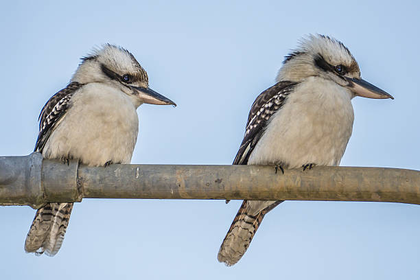 Two Kookaburras Australia on metal fence