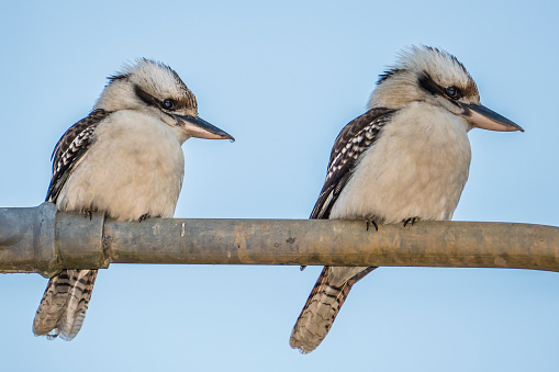 The Laughing Kookaburra (Dacelo novaeguineae) belongs to the Kingfisher family. A carnivorous native Australian bird, the kookaburra is known for its loud call which sounds like raucous laughter. Horizontal portrait taken in the Sydney region with two kookaburras sitting on a metal fence against blue clear sky background.