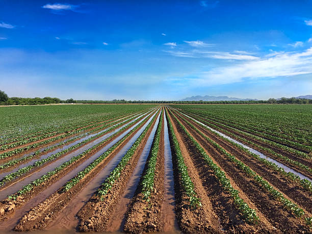 Irrigated cotton field West Texas cotton field being irrigated under a blue sky. Horizontal. irrigation equipment photos stock pictures, royalty-free photos & images