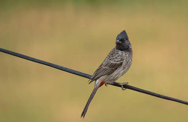 Photo of North Indian common city bird bulbul