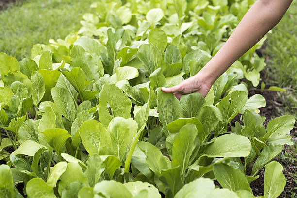 istock harvesting vegetables in the garden 637641756