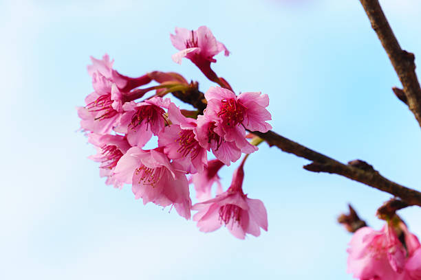 istock Pink sakura blossom with sky 637643278