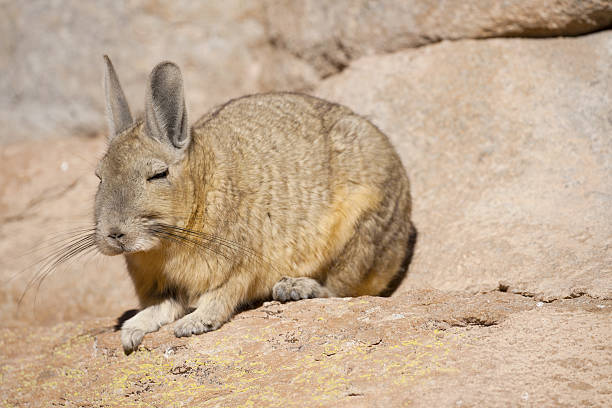 istock Around Hotel del Desierto - Viscacha 637643418