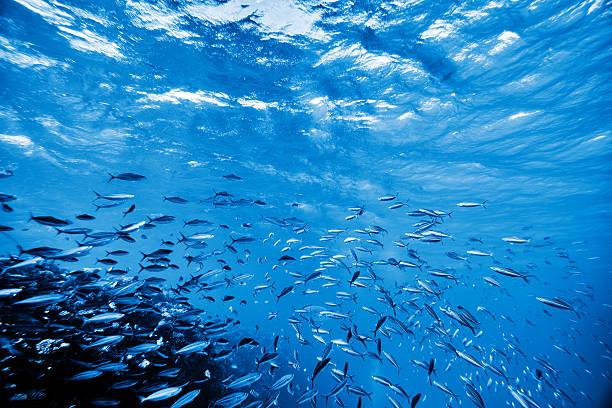 istock little fishes underwater 637643848
