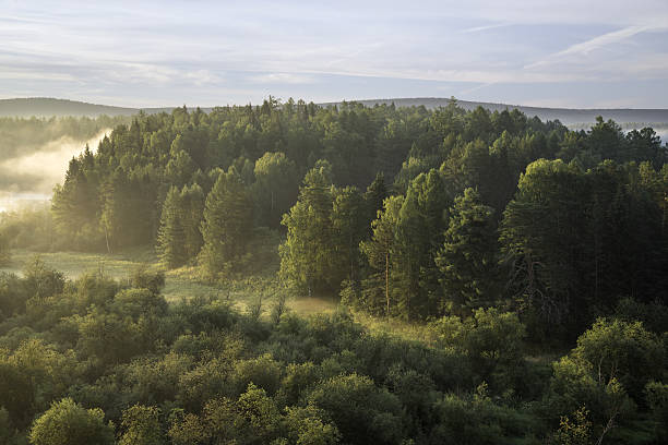 istock beautiful misty dawn in the Deer Springs Nature Park 637643878