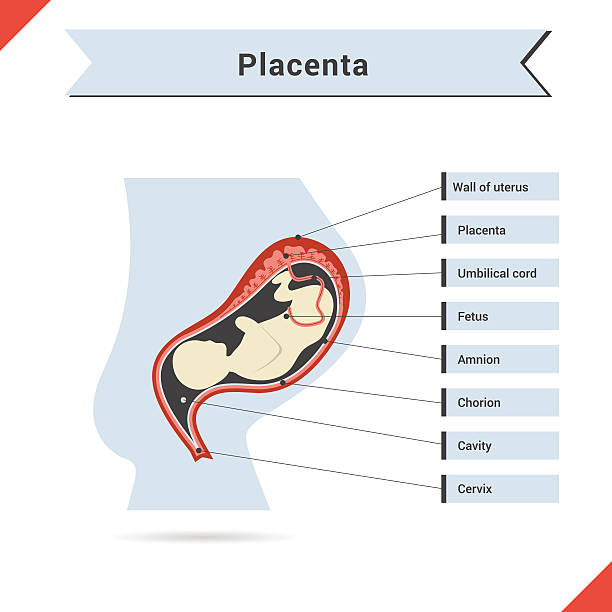 Infographic with fetus of womb Vector infographic with fetus of womb and placenta. lamina propria stock illustrations