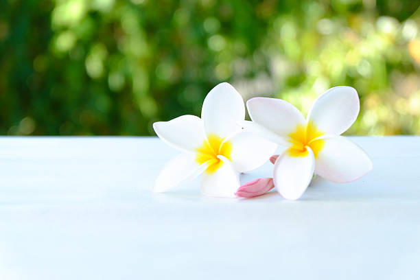 istock Tropical flowers frangipani (plumeria) 637646074