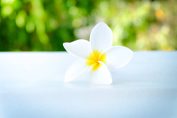 istock Tropical flowers frangipani (plumeria) 637646094