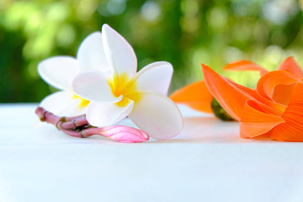 istock Butea Monosperma or Palash flower on green nature background. 637646286