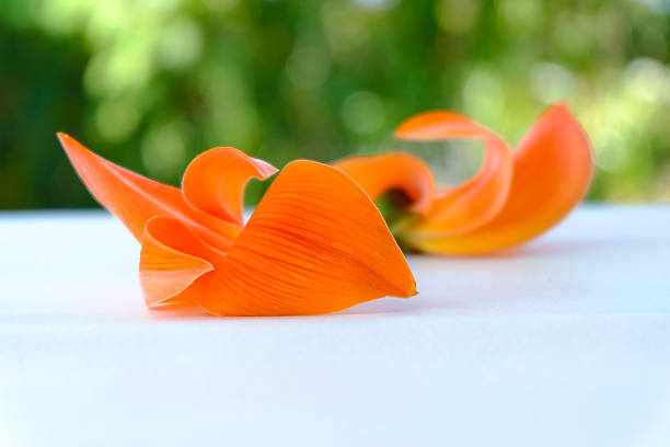 230+ Palash Flower Of Southeast Asia Stock Photos, Pictures & Royalty