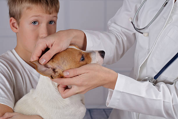 istock Young boy holding his dog during examination in veterinary clinic. 637647212