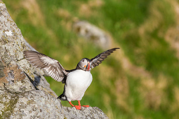 Puffin bird lifting its wings