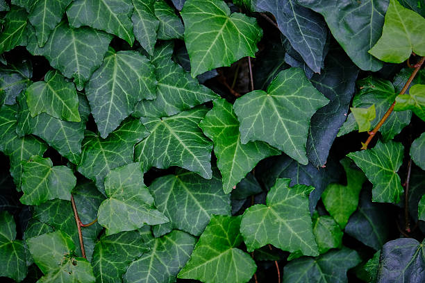 feuilles de lierre - arrière-plan - ivy leaf photos et images de collection