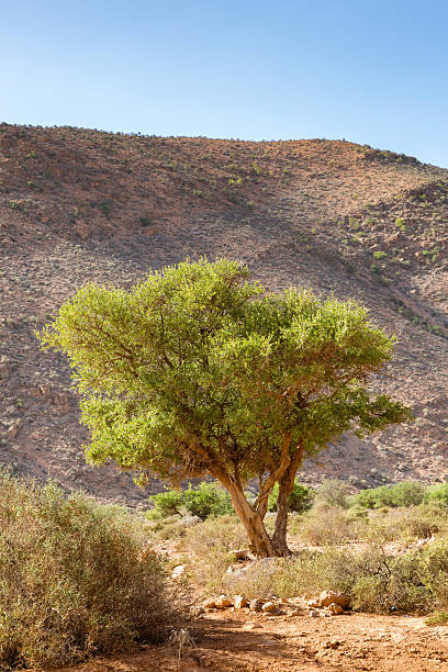 istock Typical landscape of southern Morocco. 637649812