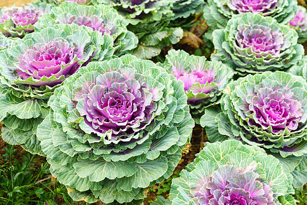 istock purple green ornamental cabbage close up 637650038