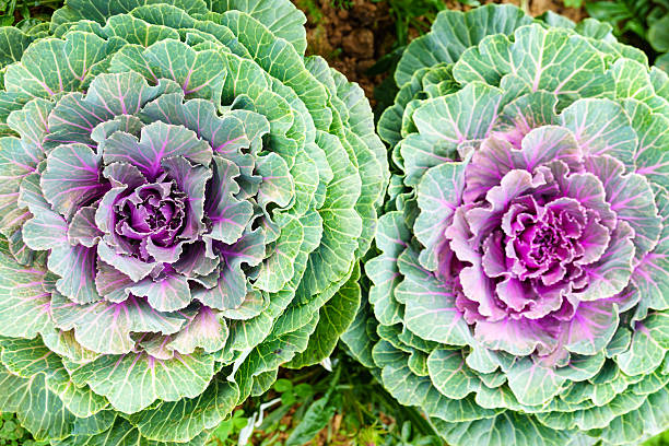istock purple green ornamental cabbage close up 637650944