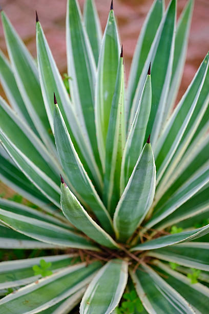 istock Macro shot of cactus plant 637650984