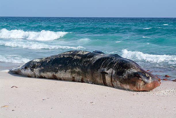 cachalote encalhado está morto na praia - whale sperm whale beached dead animal - fotografias e filmes do acervo