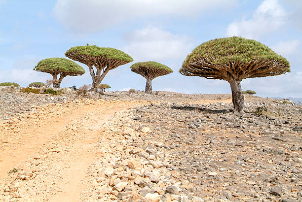 istock Endemic Dragon tree of Socotra Island 637651772