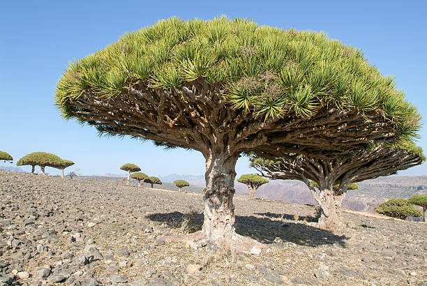 istock Endemic Dragon tree of Socotra Island 637651918