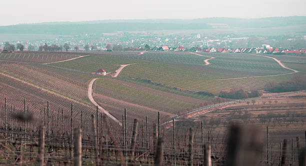istock Wonderful vineyard in bavaria 637654310