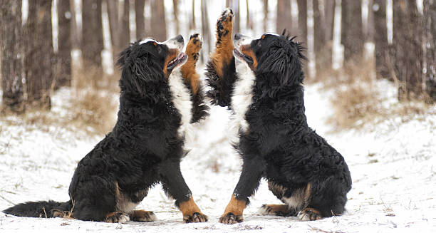 犬は、paw - dog snow bernese mountain dog paw ストックフォトと画像