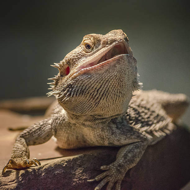 istock Reptile closeup portrait 637654936