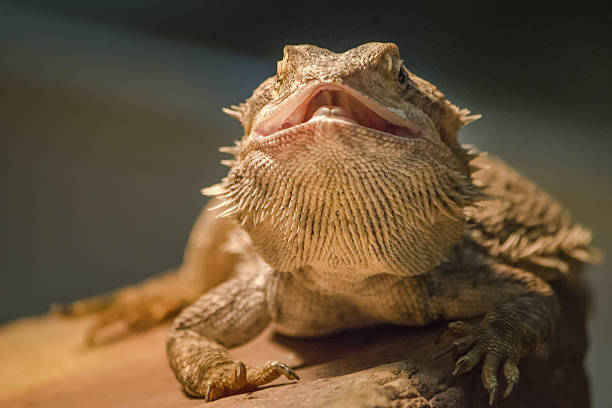 istock Reptile closeup portrait 637655012