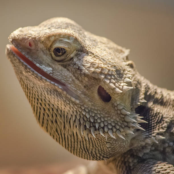istock Reptile closeup portrait 637657472