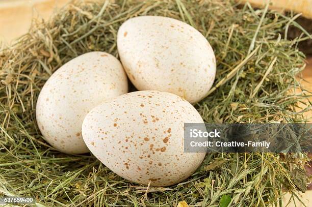 Raw Turkey Eggs In A Nest Stock Photo - Download Image Now - Turkey Egg, Animal Egg, Animal Nest