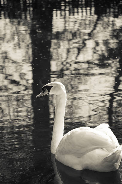 istock Swan swimming in a lake with many reflections 637660716