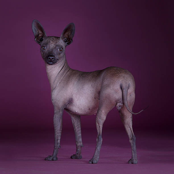 istock Mexican hairless dogf 637662640