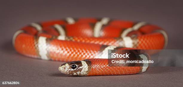 False Coral Portrait Stock Photo - Download Image Now - Animal, Animal Body Part, Animal Eye