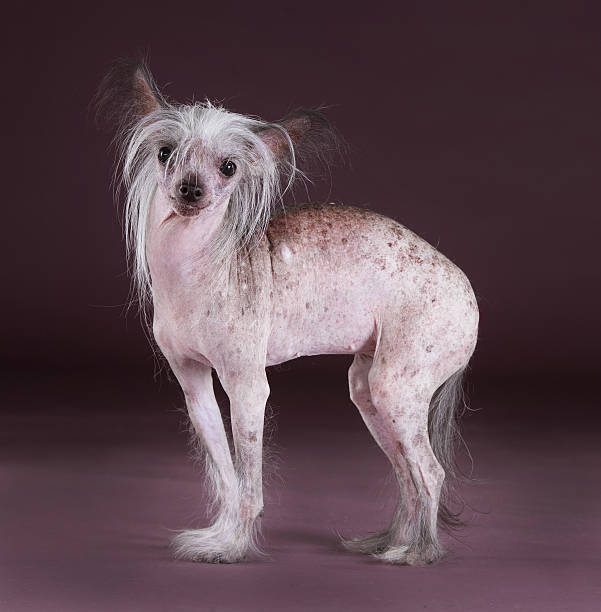 Crested chinese dog Crested chinese dog portrait in studio ugly dog stock pictures, royalty-free photos & images