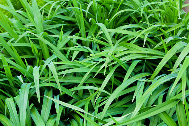 istock Background of a green long grass. Natural texture 637663050