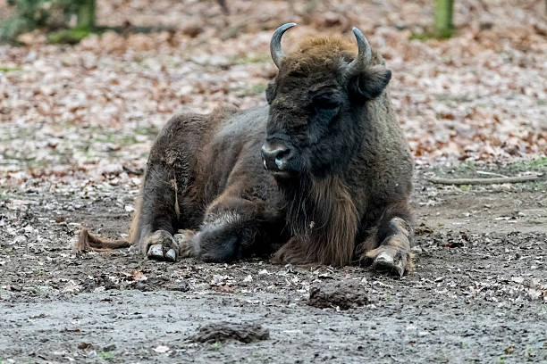 istock Bison sitting on the ground with leafs in Background 637664524