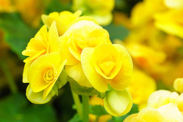 istock yellow begonia flower in garden 637664688