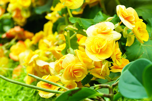 istock yellow begonia flower in garden 637665772