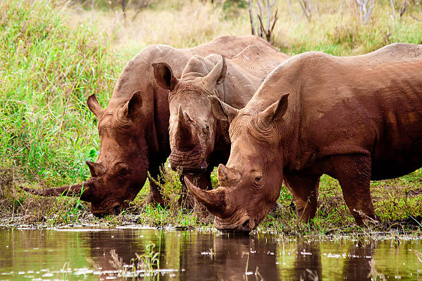 Three Rhinos Three Rhinos drinking water, South Africa.  five animals stock pictures, royalty-free photos & images