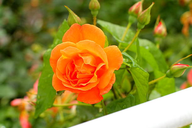 Orange rose and buds Orange rose and buds with water drops on soft green background. godspeed stock pictures, royalty-free photos & images