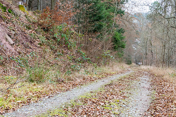 istock Forrest path with sun at peaks of trees in winter 637668162