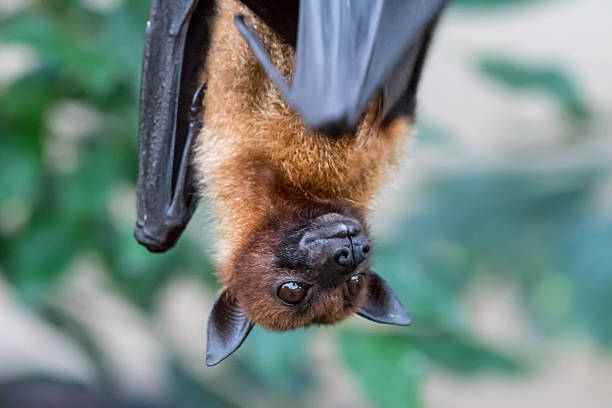 istock Fruitbat hanging upside down on a piece of wood 637668352