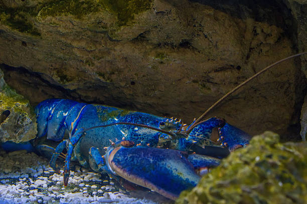 Rare blue lobster stock photo