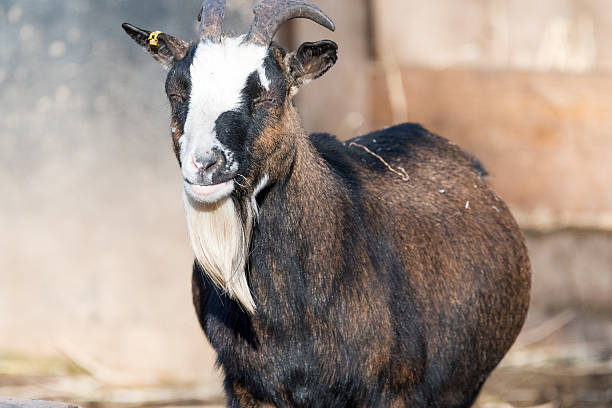 istock litle goat on a meadow with blurred green background 637670894