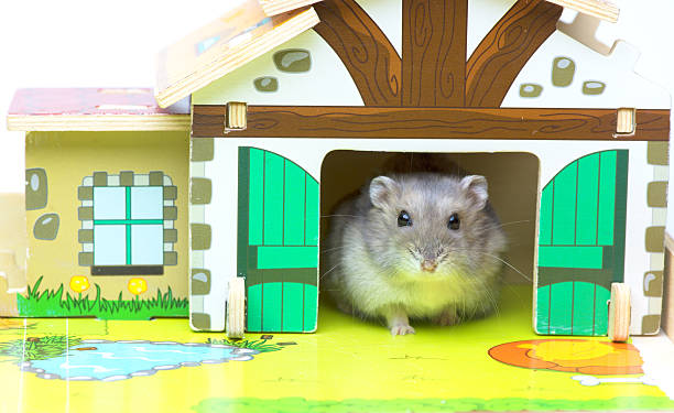 장난감 집에 햄스터. 미니 농장 - rodent hamster small apartment 뉴스 사진 이미지